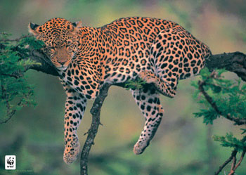 leopard.jpg