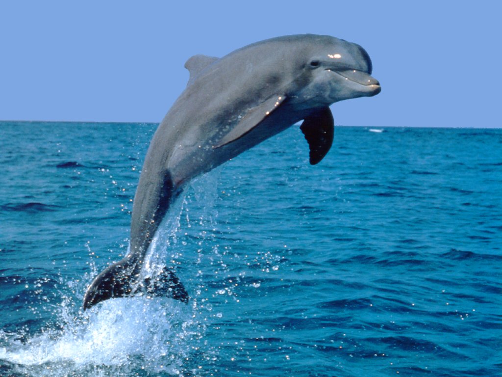 delfinek.jpg